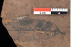 Foto (Detailsansicht) von Quercus palaeoilex Ettingshausen (NHMW-GEO-2024-0188-0857)